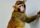 Punct de cotitură în știință: Prima clonare cu succes a unei maimuţe rhesus. Cercetătorii spun că este pasul preliminar clonării umane