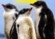 Gripa aviară a ajuns în Antarctica! Risc uriaș pentru coloniile de pinguini