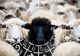 Oaia neagră a zodiacului. Rebel înnascut, vrea să facă lucrurile în felul său și nu ține cont de reguli