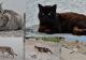 Mangalia a devenit "stațiunea pisicilor". Zeci de feline se plimbă pe diguri - FOTO/VIDEO