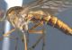 Cât de periculoasă este „musca cu toc” și ce spun cercetătorii despre noua specie de insecte