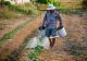 Metoda naturală a bunicilor: Cu ce stropim plantele pentru a le feri de dăunători