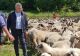 România asigură peste 20% din consumul din UE la carnea de oaie - Declarații făcute de Ministrul Agriculturii, la Sâmbra Oilor