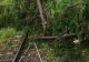 Trenuri oprite în câmp, din cauza copacilor rupți de furtună pe șine. Trafic oprit temporar pe intervalul Toplița-Lunca Bradului - FOTO