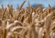 România a fost cel mai mare exportator de cereale din UE în primele săptămâni ale sezonului 2024/25