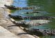 Crocodilii invadează orașele din cauza condițiilor meteo extreme. Cel puțin 200 de reptile au fost prinse de autorități