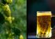 Cum să-ți prepari singur berea. Rețeta naturală a celei mai răcoritoare băuturi
