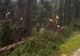 Urgie în Maramureș: o tornadă a culcat la pământ o pădure întreagă. Un bărbat a murit lovit de fulger - VIDEO