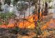 Alertă portocalie de incendiu în Parcul Natural Porțile de Fier: Sute de hectare de vegetație uscată ard de 6 zile! Mai multe case sunt amenințate - FOTO/VIDEO