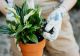 Planta de apartament care purifică aerul din locuință. Împiedica formarea mucegaiului si absoarbe umiditatea