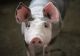Jean de la Craiova și Adrian Minune au cântat la o petrecere, iar drept răsplată au primit un porc. Cum au reacționat maneliștii