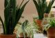 Plante care purifică aerul din casa. Trebuie să le ai neapărat în locuința ta