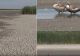 Paradisul păsărilor migratoare, imagine dezolantă. Lacul a secat complet