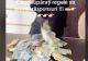 Tzancă Uraganu, aroganță de zeci de mii de euro: „Toți amărâții României” - VIDEO