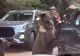 Bărbat, gata să rămână fără braț după ce a încercat să hrănească un urs de la volanul mașinii! Imagini uluitoare VIDEO