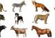 Animalul unic din România care consumă 30 de kg de mâncare în fiecare zi. Specia a reapărut în țara noastră