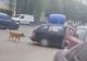 Un bărbat și-a legat câinele de mașină și l-a târât după el. Scenă șocantă pe o stradă din Năvodari - VIDEO