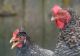 Asemănare neobișnuită între oameni și găini. De acum înainte le veți privi cu alți ochi