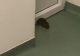 Șobolan printre pacienți, în salonul unui spital din Timiș. Zilele trecute, un alt spital a fost invadat de LILIECI - VIDEO