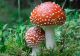 Cum arată cele mai răspândite 8 soiuri de ciuperci otrăvitoare. Imagini cu fiecare în parte, ca să știi să te păzești de efecte letale
