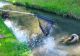 Alertă de mediu în România: Zeci de kilograme de pești morți, scoși din pârâu