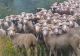 Accident rutier pe DN 13. Un TIR cu ovine s-a răsturnat