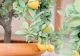 Cum să cultivi lămâi în ghiveci. Sfaturi de îngrijire a acestor plante citrice