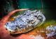 El este Cassius, cel mai mare crocodil din lume. Crește încontinuu și specialiștii spun că ar avea peste 120 de ani