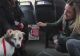 Tramvaiul destinat animalelor de companie. Mesajul LANSAT de autorități