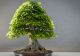 Cum să crești corect un bonsai și de ce este bine să ai un astfel de arbore în casă