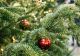 Ce trebuie să faci cu pomul de Crăciun ca să reziste mult. Trucul care stopează căderea acelor de brad
