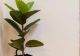 Cum se îngrijește corect un ficus. Sfaturi de care trebuie să ții cont când ai o astfel de plantă în locuință