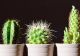 De ce este bine să ai un cactus în casă. Ce trebuie să știi dacă ai o astfel de plantă