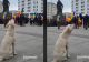 Câinele protestatar. Patrupedul și-a strigat oful alături de ceilalți manifestanți
