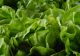 Trucul prin care poți păstra salata verde mult timp proaspată, chiar și până la o lună de zile