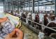 Vești bune pentru fermierii din sectorul zootehnic. Ministrul Agriculturii anunță investiții de 4 miliarde de lei pentru dezvoltare