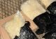 Captură uriașă, în Turcia. Poliția a confiscat peste 800 de kilograme de droguri 