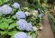 Cum se plantează corect hortensiile, pentru a avea parte de cele mai frumoase flori