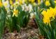 Ce trebuie să faci ca narcisele să rămână mai mult timp înflorite. Trucuri și sfaturi de la specialiști
