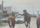 Paștele cailor a ajuns la Cluj? 10 cai scăpați de sub control, filmați în trafic în Cluj. Șoferii au rămas șocați