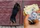 Amenda colosală pe care a primit-o un bătrân din Mureș după ce a abandonat un câine. Vârsta bărbatului nu i-a impresionat pe polițiști