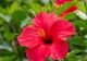 De ce cad frunzele la HIBISCUS. Cum trebuie îngrijit corect trandafirul japonez? Sfaturi de la specialiști