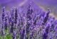 Ce trebuie să faci pentru ca lavanda să crească frumos. Secretul grădinarilor cu experiență pe care trebuie să îl știi