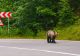 Mesaje RO-Alert din cauza prezenței URȘILOR, în judeţele Cluj şi Dâmboviţa