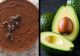 Cremă de avocado cu cacao. Un desert sănătos și aparte
