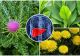Top 3 plante din grădină care detoxifică ficatul. Sunt mai eficente decât suplimentele din farmacii 