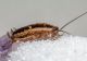 Cum să scapi de gândacii de bucătărie. Soluția naturală care va ține insectele nedorite departe de casă