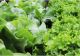 Ingredientul pe care trebuie să îl pui la salata verde, astfel încât să nu se îngălbenească. Trucul secret al legumicultorilor 