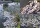 Imagini dezastruoase în Timiș! Mormane de pești morți plutesc în ape. VIDEO