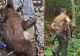 Unul dintre ursuleții orfani de pe Transfăgărășan a fost prins, ceilalți 2 sunt de negăsit. Mama lor a fost împușcată după ce a ucis un turist imprudent - VIDEO